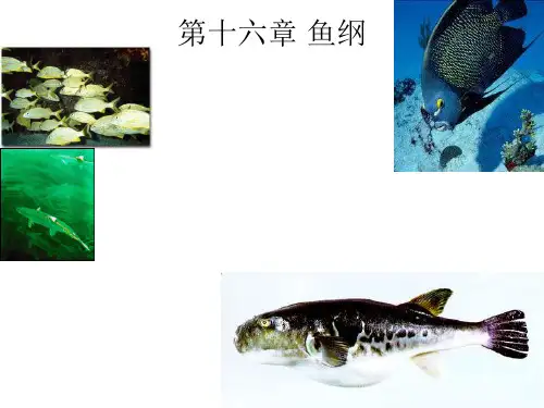 《动物学》教学课件：16 鱼纲