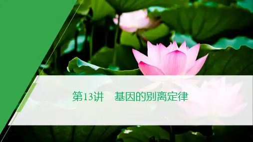 高中生物一轮复习—基因的分离定律优秀课件
