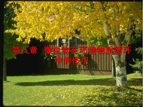 第八章微生物在环境循环中的作用