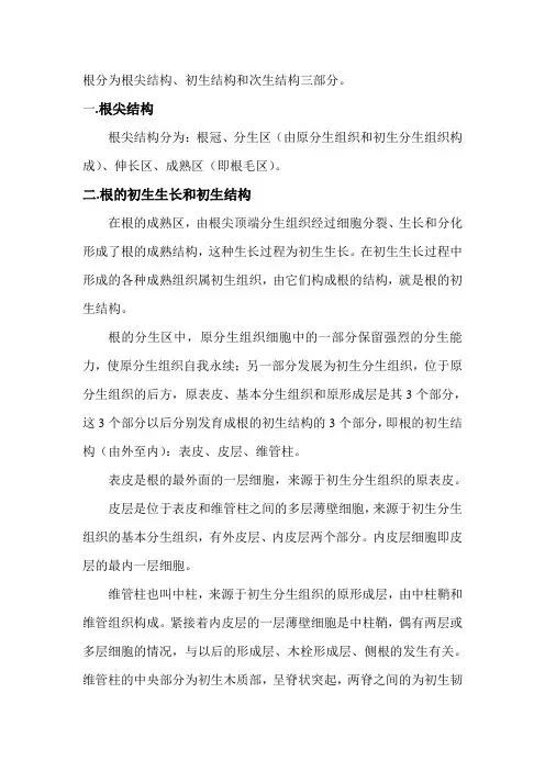 根的初生结构和次生结构