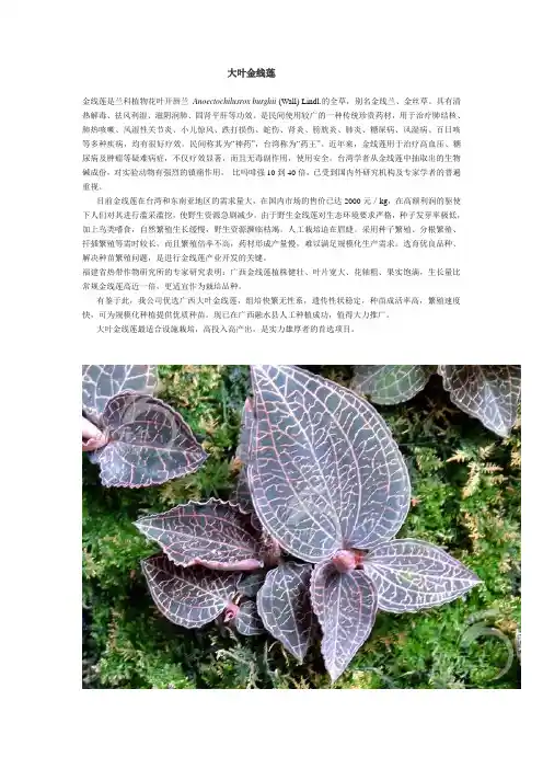 大叶金线莲