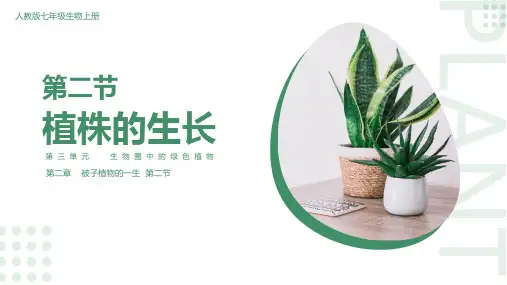 3.2.2植株的生长课件(共22张PPT)人教版生物七年级上册