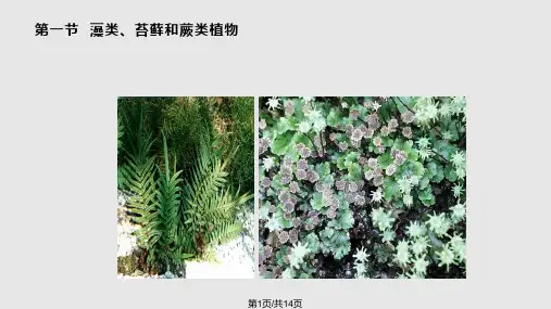 绿色植物PPT课件