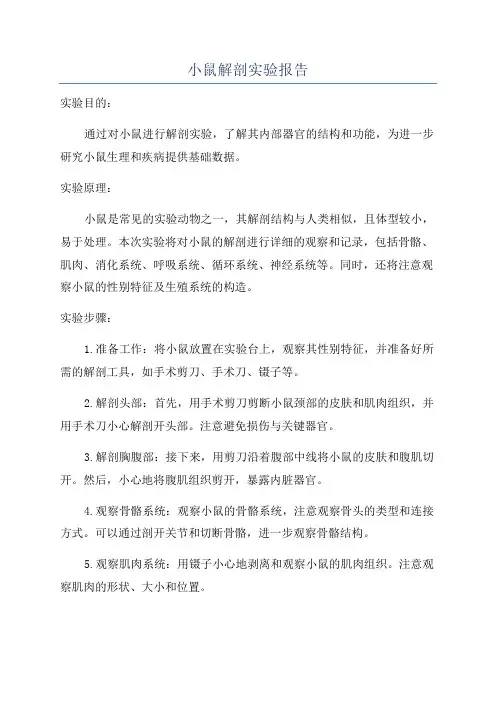 小鼠解剖实验报告