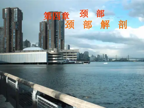 颈部肌肉神经血管详解ppt课件