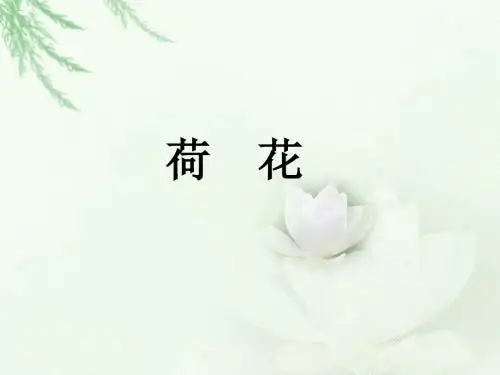 《荷花》课件 优质公开课 精品PPT