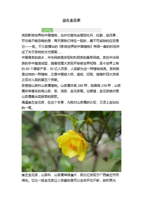 崇左金花茶