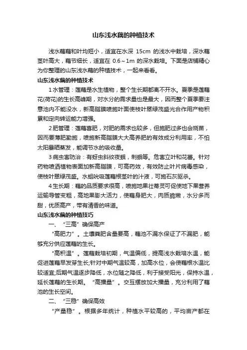 山东浅水藕的种植技术