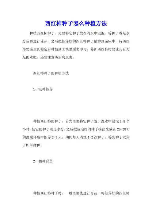 西红柿种子怎么种植方法