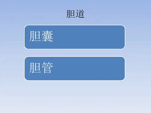 胆囊及胆管解剖