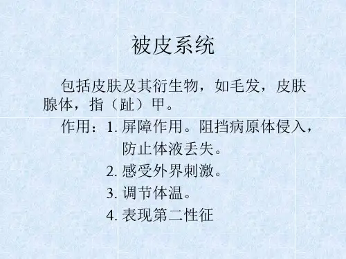 被皮系统