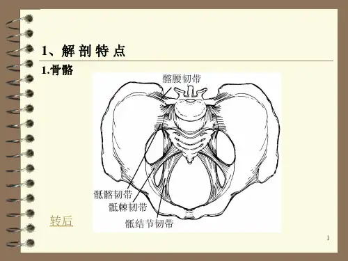 骨盆骨折讲课PPT课件