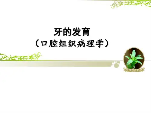 第2章 牙的发育