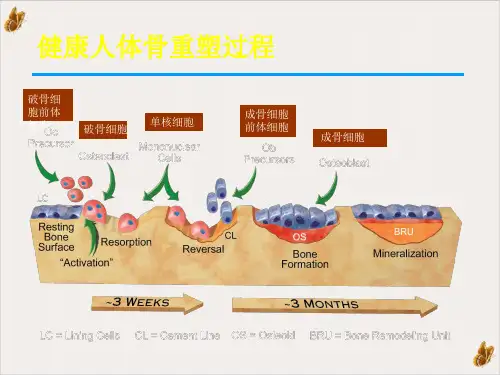 骨质疏松规范治疗PPT课件