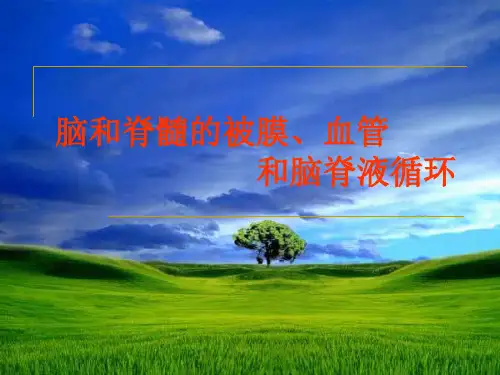 脑和脊髓的被膜、血管和脑脊液循环