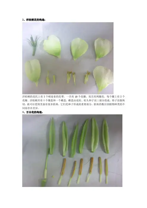 花的结构