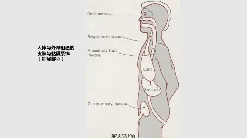 正常菌群的分布人体各部位的正常菌群