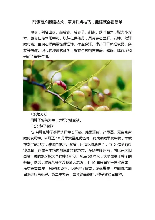酸枣高产栽培技术，掌握几点技巧，栽培就会很简单