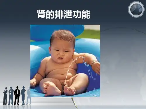 肾的排泄功能