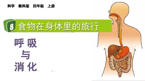 《食物在身体里的旅行》PPT教学课件