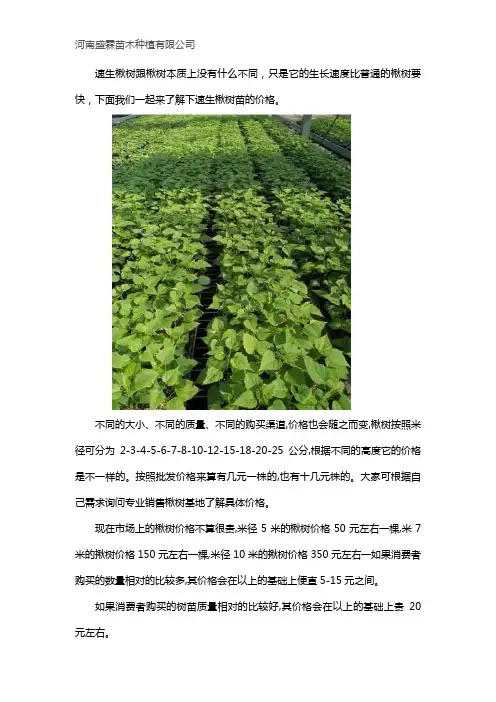 速生楸树苗价格