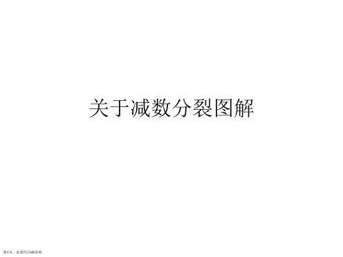 减数分裂图解