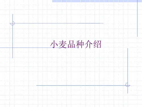 小麦品种介绍237页PPT