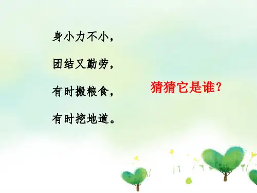 二年级下《7 寻找蚂蚁的家》 冀人版实用PPT