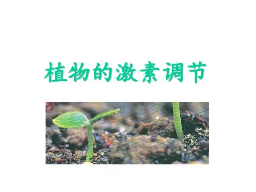 高中生物必修三植物的激素调节 ppt课件
