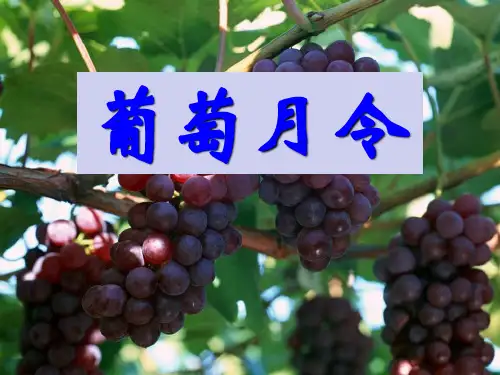 《葡萄月令》PPT课件