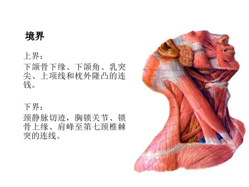 颈部人体解剖PPT课件
