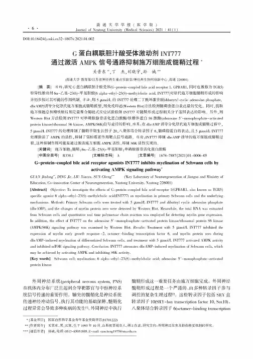 G蛋白耦联胆汁酸受体激动剂INT777通过激活AMPK信号通路抑制施万细胞成髓鞘过程