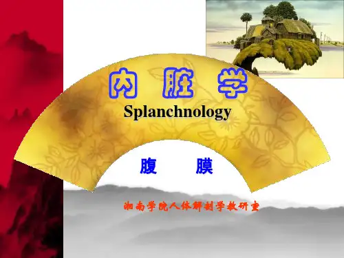 腹膜
