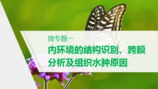 高二上学期生物人教版必修3 第1章 微专题一 内环境的结构识别、跨膜分析及组织水肿原因(课件)
