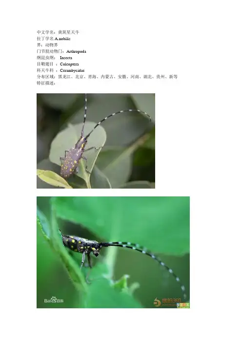 54黄斑星天牛
