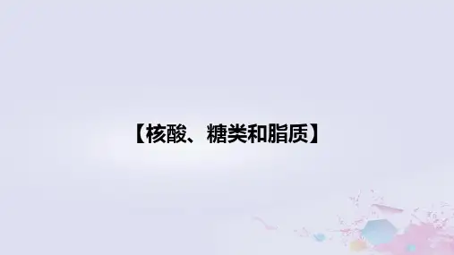 新教材2023届高考生物一轮复习07核酸糖类和脂质课件必修1