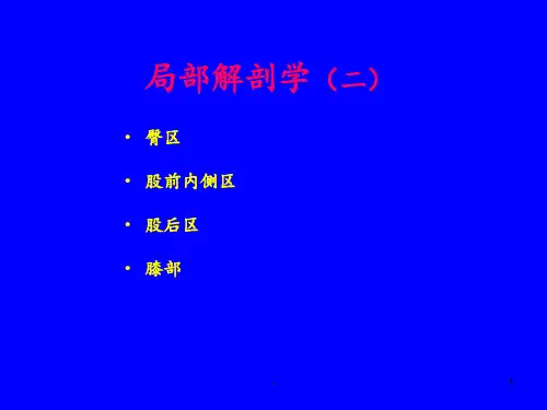 12-下肢-臀-股-腘窝PPT课件