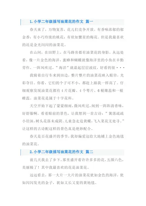 二年级油菜花作文200字