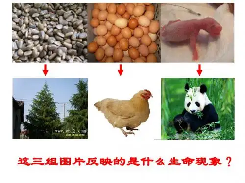 细胞分裂与分化课件