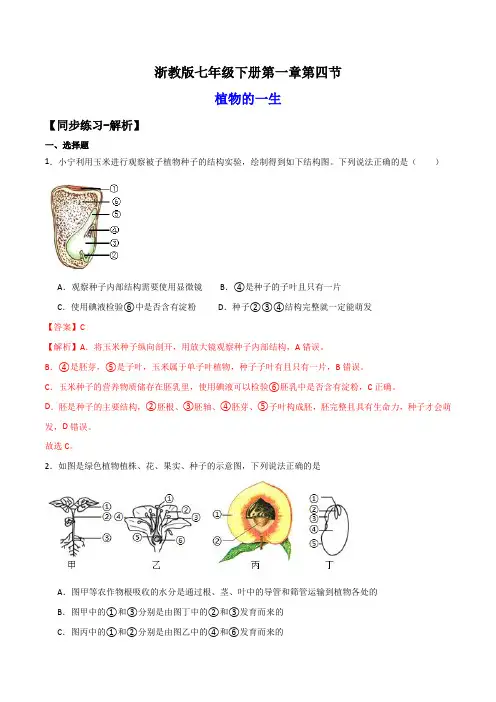 1.4植物的一生(练习)(解析版)