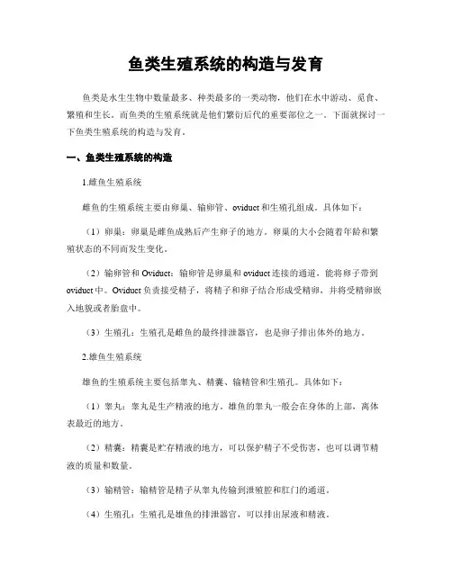鱼类生殖系统的构造与发育