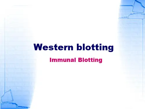 WB课件