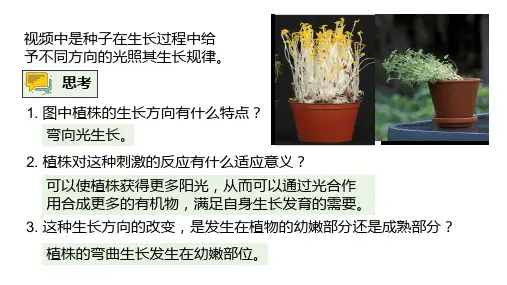 高中生物新教材选择性必修一第五章第一节植物生长素