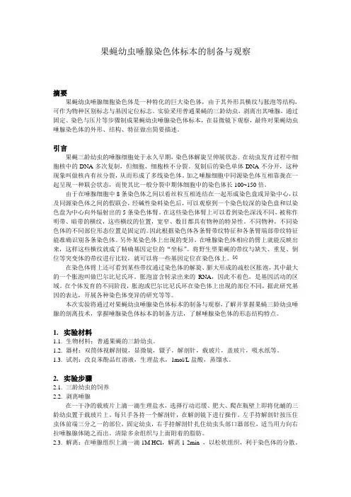 2 果蝇幼虫唾液腺染色体标本的制备与观察