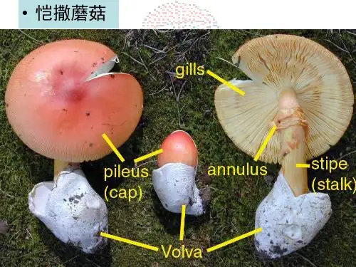 最新双孢菰栽培技术ppt课件