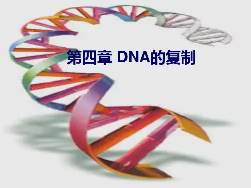 第四章  DNA的复制(简)
