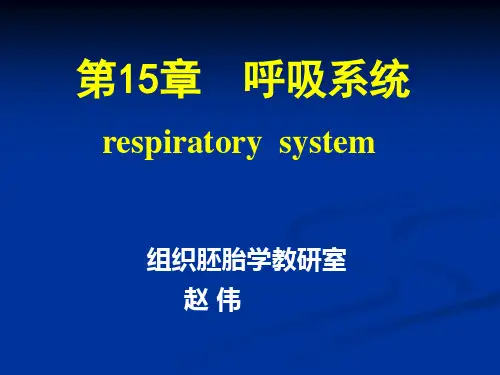 组织学与胚胎学 第15章呼吸系统 