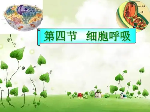 细胞呼吸ppt32 浙科版