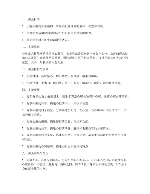 心脏形态观察实验报告