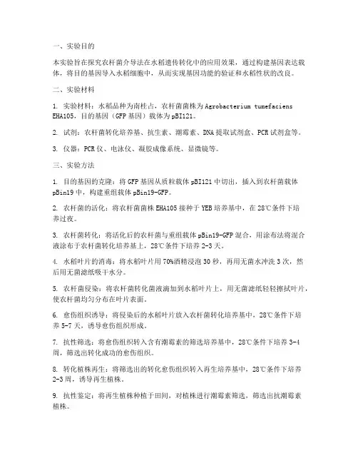 水稻遗传转化实验报告